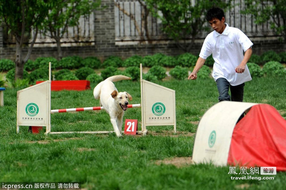 北京2012国际宠物嘉年华 各种犬类纷纷亮相