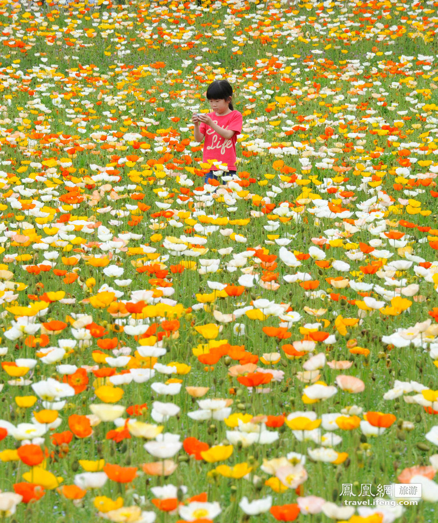 日本罂粟花灿烂绽放  引游人如织