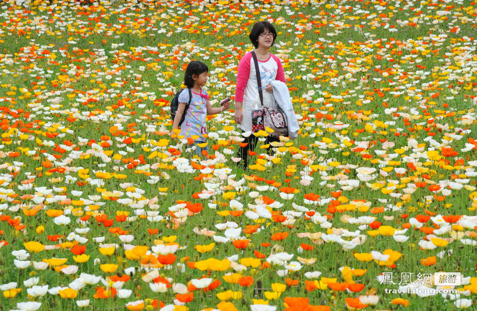 日本罂粟花灿烂绽放  引游人如织