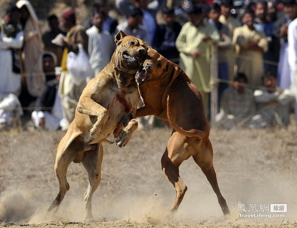 巴基斯坦残忍斗狗比赛 场面血腥惊险万分