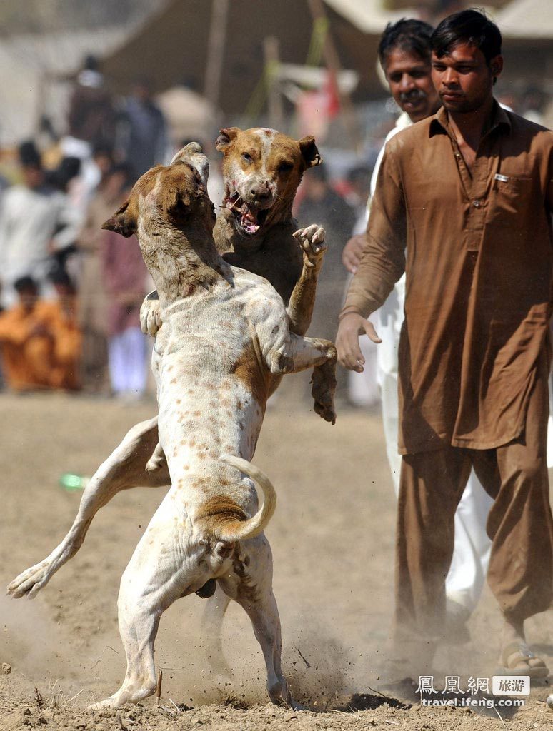 巴基斯坦残忍斗狗比赛 场面血腥惊险万分