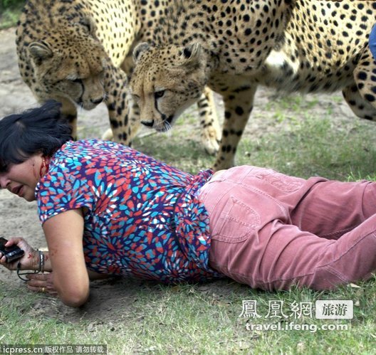 英国游客在南非遭猎豹袭击