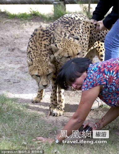 英国游客在南非遭猎豹袭击