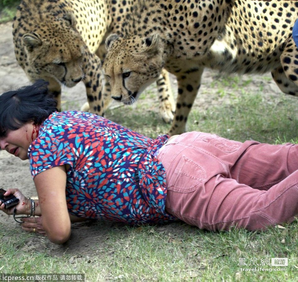 英国游客在南非遭猎豹袭击