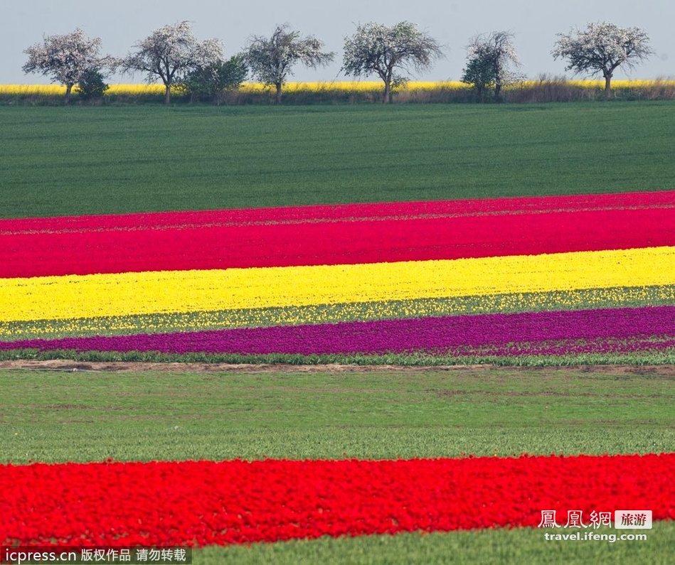 荷兰之外的郁金香农场 上帝赐予的天然花毯