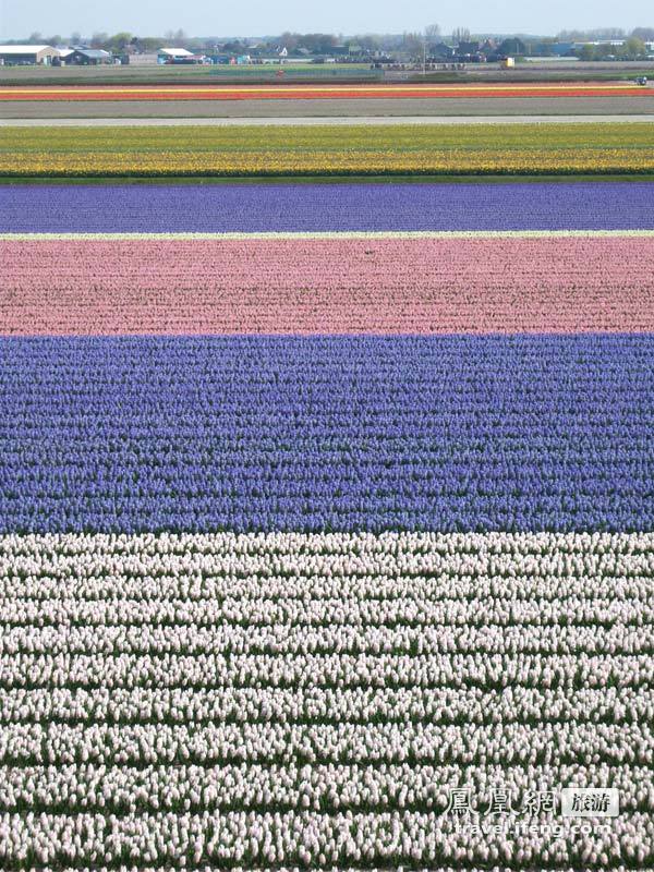 荷兰之外的郁金香农场 上帝赐予的天然花毯