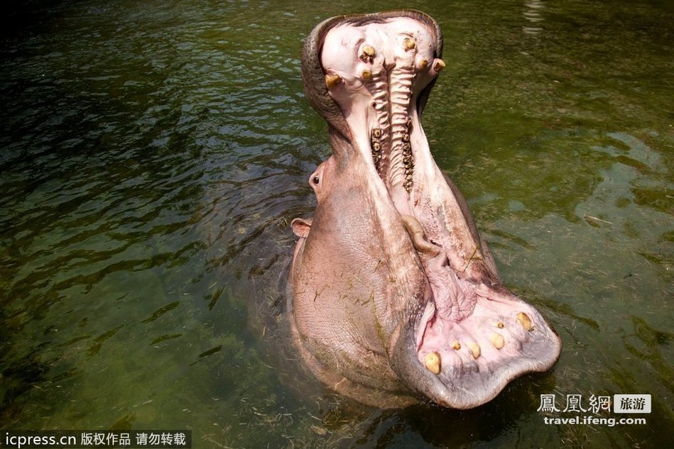 上海动物园定期上演河马刷牙