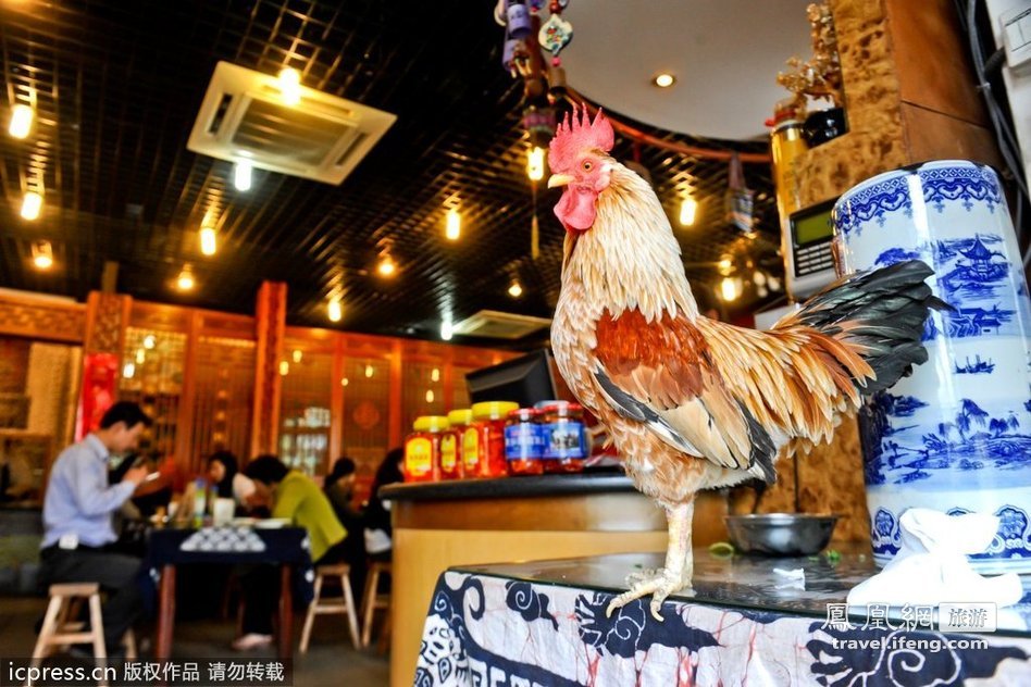 北京一餐厅雄鸡迎客引围观 