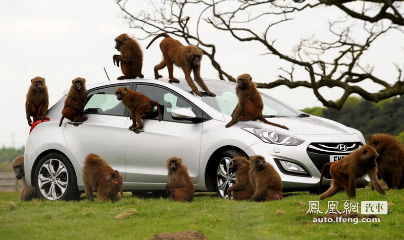 英国厂家用狒狒“检测”新款汽车性能