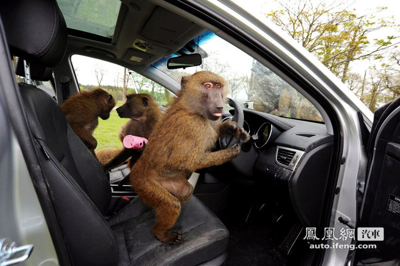 英国厂家用狒狒“检测”新款汽车性能