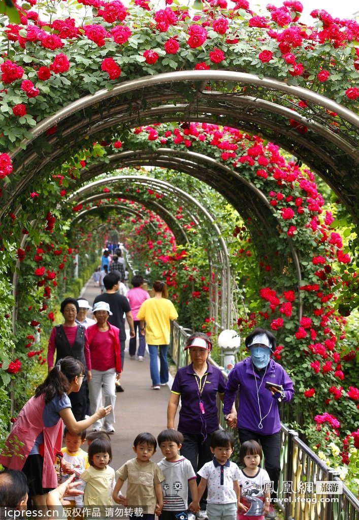 韩国浪漫玫瑰隧道 这边风景独好 