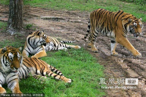 猛虎扑食练跳水 武汉动物园老虎学新招