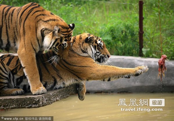 猛虎扑食练跳水 武汉动物园老虎学新招