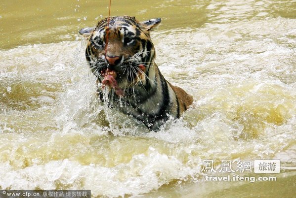 猛虎扑食练跳水 武汉动物园老虎学新招