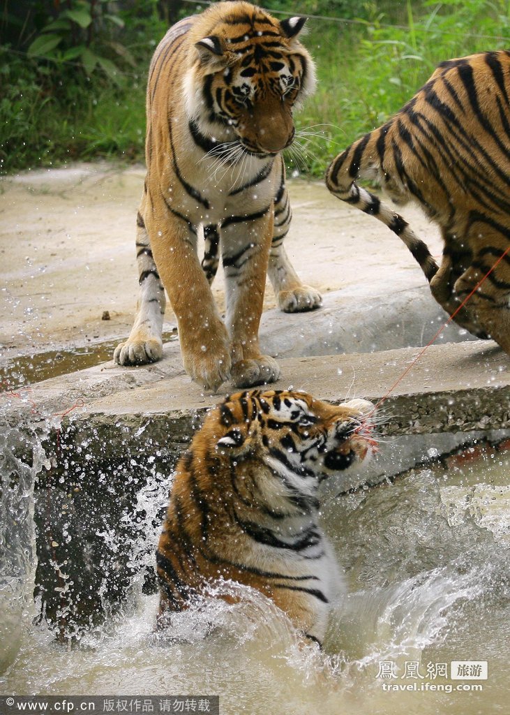 猛虎扑食练跳水 武汉动物园老虎学新招