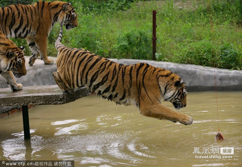 猛虎扑食练跳水 武汉动物园老虎学新招