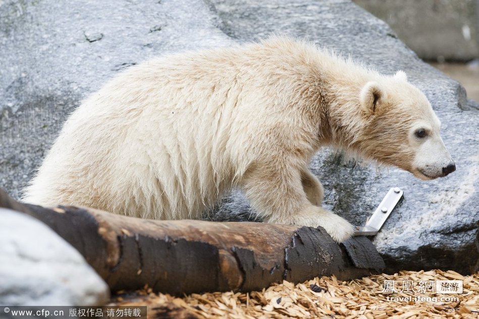 德国动物园新生北极熊首次公开亮相