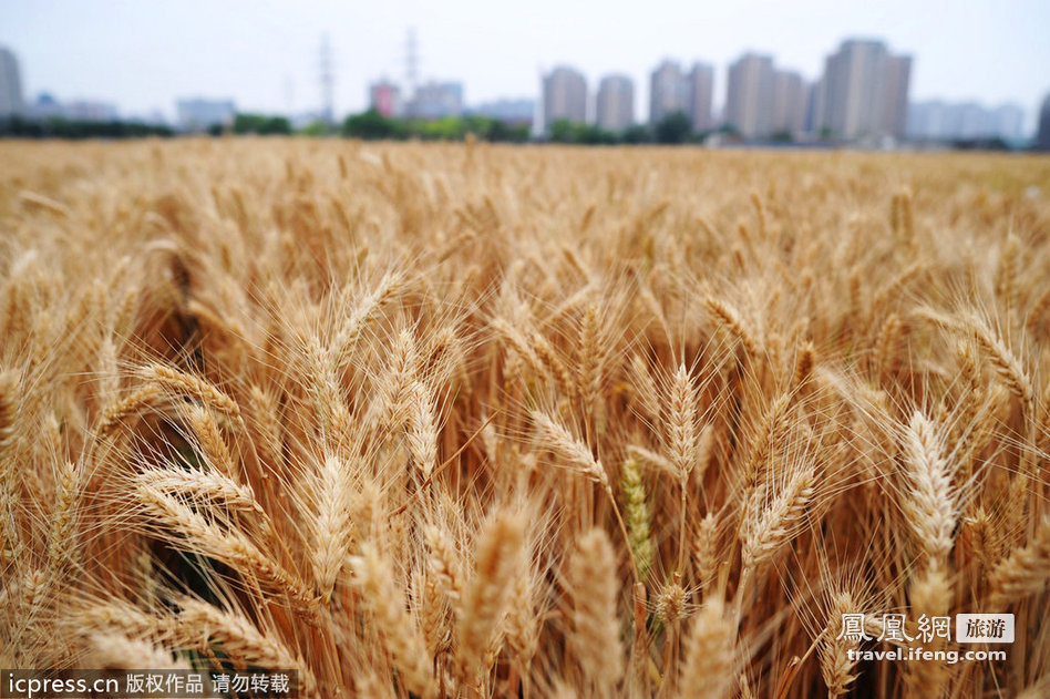 三环里麦子熟了 北京城“最牛农田” 
