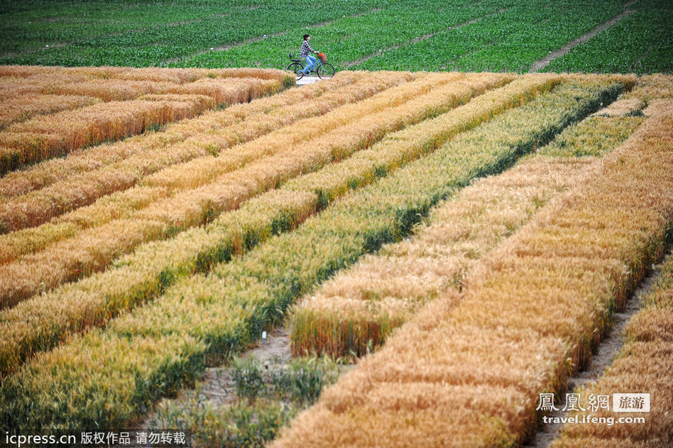 三环里麦子熟了 北京城“最牛农田” 