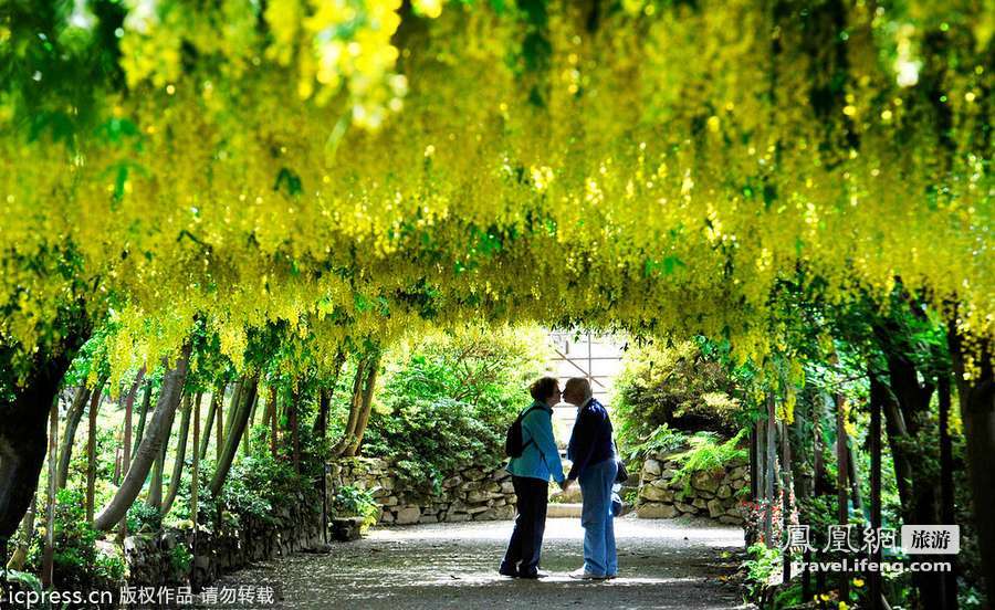 英国最长金链花走廊 享受最美丽风景