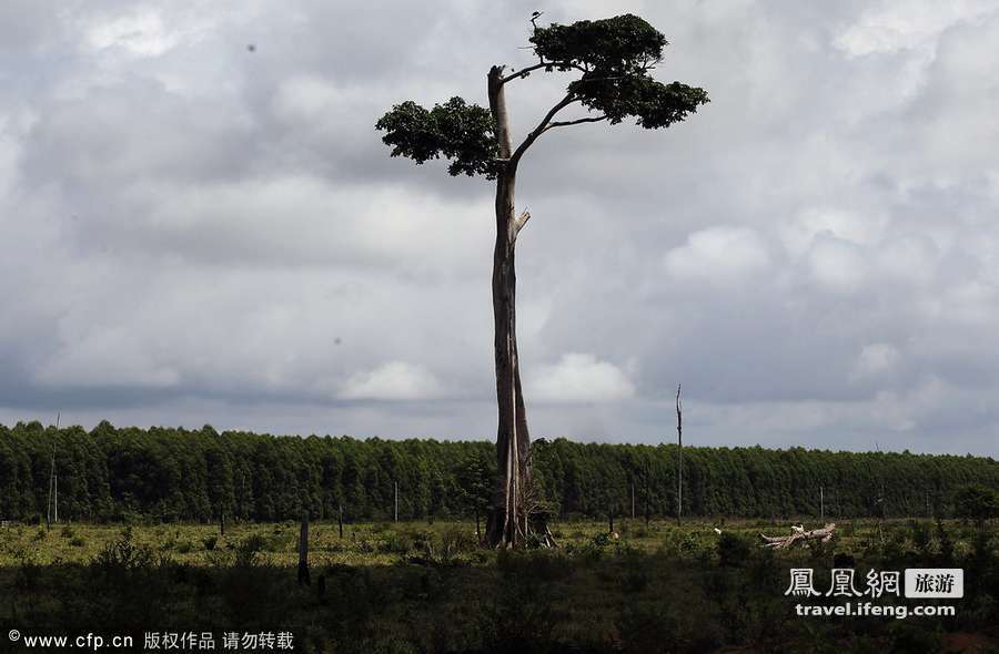 亚马逊纪实第一季：世界最大热带雨林被滥伐炼钢造车