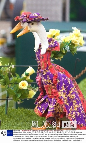 最另类的时装秀：鸭子“模特”走T台令人忍俊不禁 