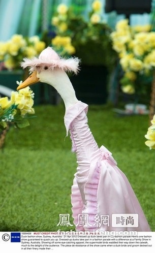 最另类的时装秀：鸭子“模特”走T台令人忍俊不禁 