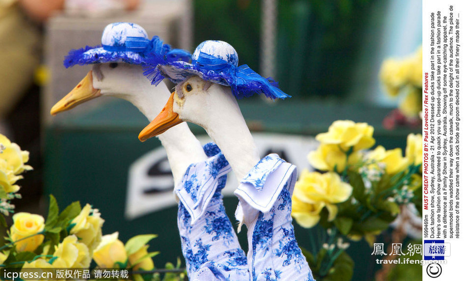 最另类的时装秀：鸭子“模特”走T台