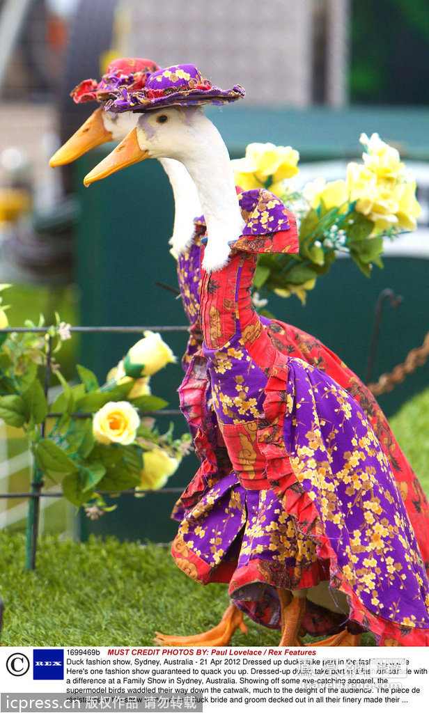 最另类的时装秀：鸭子“模特”走T台
