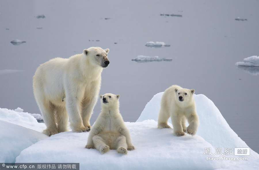 北极还是沙漠?环境恶化北极熊内陆觅食