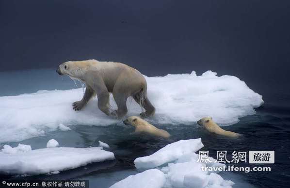 北极还是沙漠？环境恶化北极熊内陆觅食