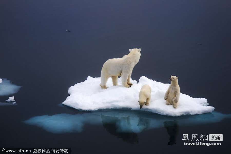 北极还是沙漠？环境恶化北极熊内陆觅食