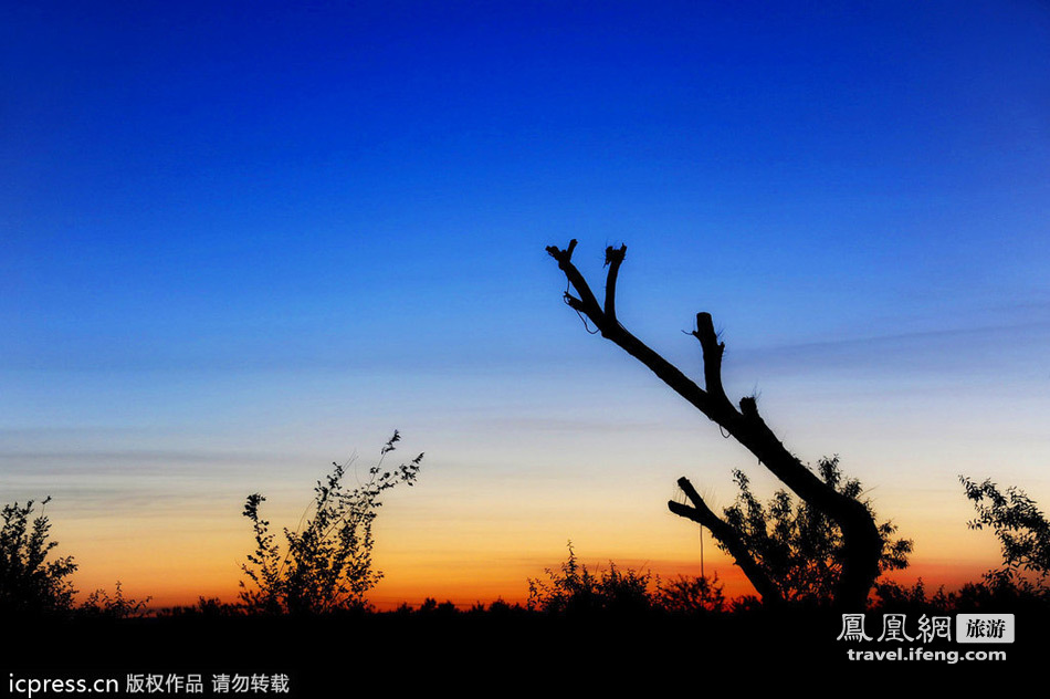 千年不死死而不倒 新疆大漠日落中的胡杨林