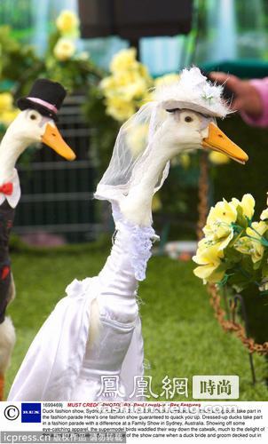  最另类的时装秀：鸭子“模特”走T台令人忍俊不禁 