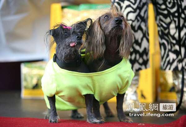 2012世界最丑狗大赛 比比谁更丑陋？ 