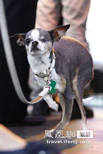 2012世界最丑狗大赛 比比谁更丑陋？ 