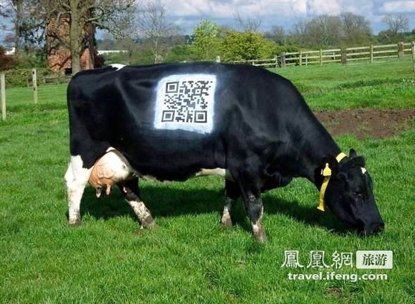奶牛身上也有二维码 手机扫描观察真实生活