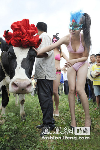 首届奶牛选美赛 90后美女比基尼装扮甘做“牛模特”