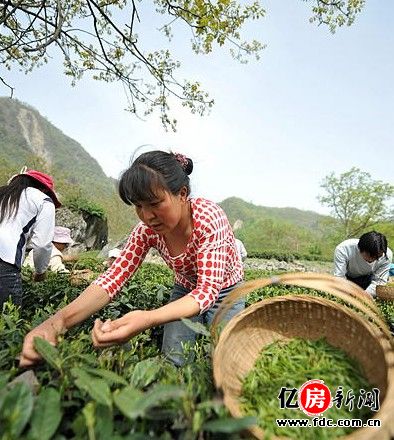 纵情山水 只为茶香春最浓