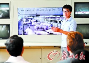 广州地产商投1.2亿元养猪 猪食由总监吃过才给