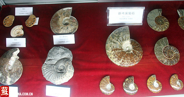中国江苏网5月16日讯(记者 王静)今天上午,以《远古时代的动物明星头足类》为主题的第二届中科院名馆精品展在南京古生物博物馆开展。近200件来自国内外不同地区、不同地质时代保存精美且极具代表性的头足类化石和相关展品参展,且绝大部分化石均是首次与公众见面。其中刻有北宋诗人、书法家黄庭坚诗文的中华震旦角石标本、高度超1米的巨型标本、保存多个个体的群体共生标本,以及来自德国、日本、马达加斯加的数十件菊石标本,受到了前来观展市民的格外关注。 头足类是地球上生活过体型最大的、最凶猛的肉食性无脊椎动物,它们历