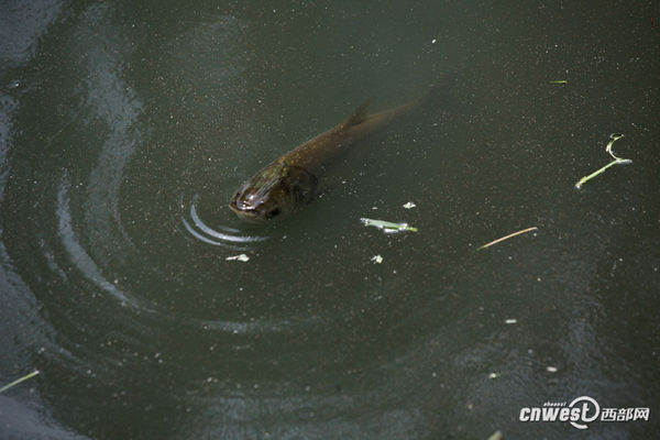 西安兴庆湖入水口恶臭难闻 死鱼漂浮红线虫成群