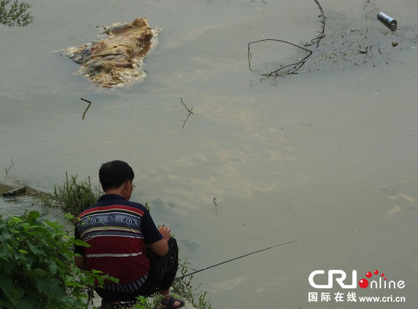 长江宜昌水域再现死猪 爬满蛆虫顺流而下(图)