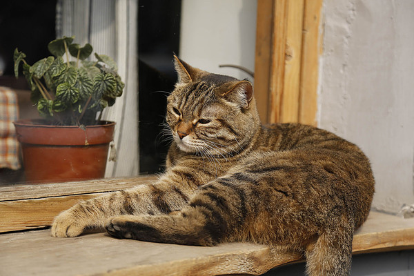 五道营胡同慵懒的小猫，在阳台上任你拍照。