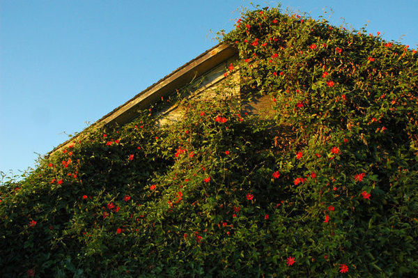 　　美国加利福尼亚州半月湾被鲜花簇拥的房屋