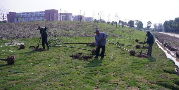 奉贤校区西北片二万多平米绿化工程即将完工