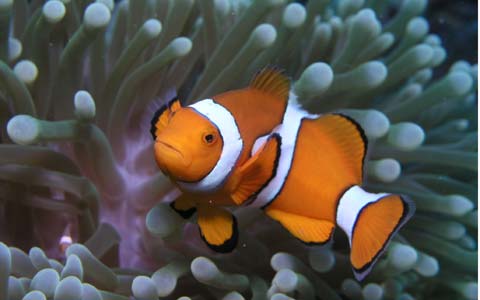 到海底找Nemo
