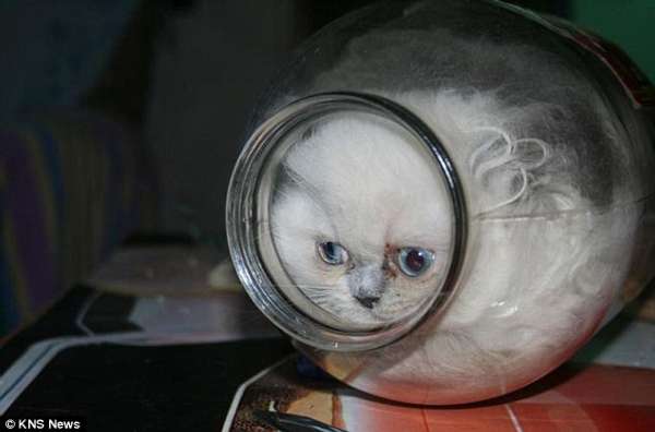 俄罗斯小猫独特癖好 会缩骨功爱钻玻璃罐子