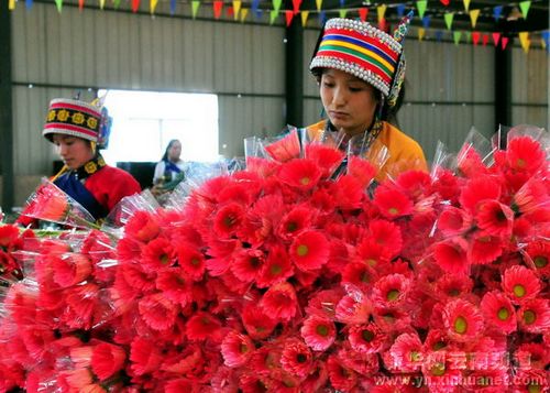 两名彝族姑娘正在云南彝乡石林锦苑花卉产业园里对鲜切花进行分级