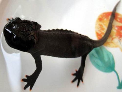 荔波县甲良镇发现黑色小蜥蜴物种非常奇特